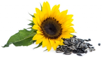 8 Foods That Help Your Hair Grow Faster at HUSH Hair in Birmingham